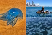 Đàn sứa xanh rầm rộ đổ bộ vùng biển Australia 