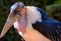 Loài chim xấu "đau đớn" còn sở thích "dị" ăn xác chết, tiểu lên chân...