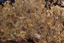 Phát hiện gây sững sờ ở tiểu hành tinh Psyche