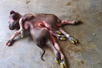 Nghé 2 đầu 8 chân: Còn đột biến kỳ bí nào ở Việt Nam?