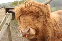 Những loài vật có bộ lông gây cười nhất