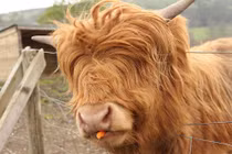 Những loài vật có bộ lông gây cười nhất