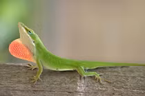 Điểm các loài động vật sống lâu vẫn không ngừng tiến hóa