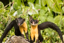 Loài chồn có bộ ngực vàng đáng yêu "hút hồn" bất kỳ ai