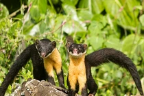 Loài chồn có bộ ngực vàng đáng yêu "hút hồn" bất kỳ ai