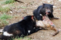 Chớ dại “cà khịa” những sát thủ đáng sợ nhất thế giới tự nhiên