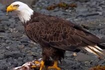Những khám phá gây kinh ngạc về đại bàng hói