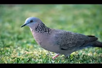 Khám phá hay ho về chim cu gáy ít người biết