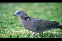 Khám phá hay ho về chim cu gáy ít người biết