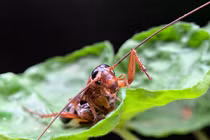 Ai nghĩ iPhone có thể chụp Macro “siêu khủng” thế này