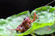 Ai nghĩ iPhone có thể chụp Macro “siêu khủng” thế này