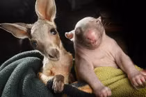 Những cặp đôi động vật trái khoáy nhất quả đất (2)