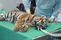 Xúc động khoảnh khắc hổ con bị tê cóng giành giật sự sống 