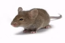 Sửng sốt những khám phá khó tin về loài chuột