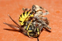 Rợn người xem nhện đấu với các đối thủ độc địa