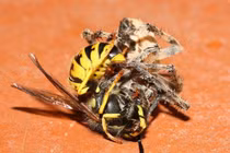 Rợn người xem nhện đấu với các đối thủ độc địa