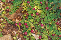 Top rau dại độc lạ, là đặc sản Việt Nam được săn lùng