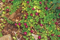 Top rau dại độc lạ, là đặc sản Việt Nam được săn lùng