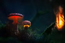 Lạc vào xứ sở của những cây nấm phát sáng tuyệt đẹp