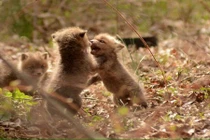 Phát hiện cáo con siêu dễ thương ngay trong vườn nhà 