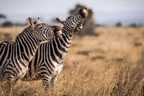 “Cười bò” với những bức ảnh động vật siêu đáng yêu trong tuần