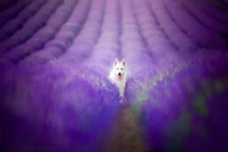 Bộ ảnh tuyệt đẹp của cún cưng bên hoa oải hương 