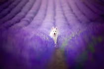 Bộ ảnh tuyệt đẹp của cún cưng bên hoa oải hương 