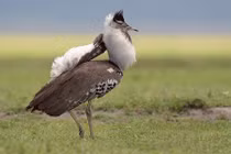 "Lác mắt" với loài chim “đô con” vẫn bay vù vù 