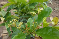 Khám phá “choáng” cây chè dây - cây dại quý hiếm ở VN