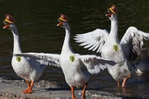 Top những động vật trông nhà cực giỏi