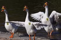 Top những động vật trông nhà cực giỏi