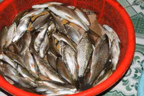 Sự thật thú vị về cá niên đặc sản Quảng Ngãi