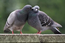 Top những động vật bị ghét nhất hành tinh