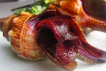 Điều đặc biệt ở ốc đỏ, nổi tiếng vùng biển phía Nam