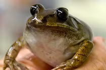 Chó chen chân đi casting đóng phim Game of Thrones 