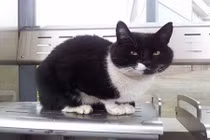 Mèo khôn đợi chủ suốt 10 năm ở trạm xe điện 