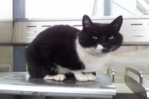 Mèo khôn đợi chủ suốt 10 năm ở trạm xe điện 