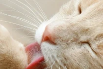 Giải mã thú vị: Vì sao động vật thường liếm vết thương của chúng?