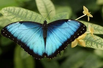 Phát hoảng với thói quen ăn uống khủng khiếp của loài bướm 