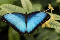 Phát hoảng với thói quen ăn uống khủng khiếp của loài bướm 