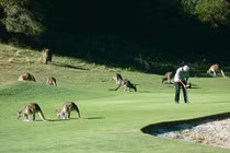 Chơi golf cùng 300 con kangaroo tại Australia