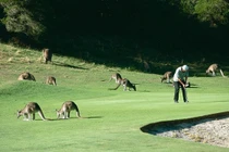 Chơi golf cùng 300 con kangaroo tại Australia