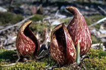 Phát khiếp với những loài hoa “hôi nách” trong thế giới thực vật