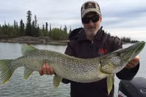 Sửng sốt khi bắt được cá chó màu xanh phát quang 