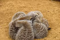 Bật cười trước thói quen ngủ kỳ dị của động vật trong thế giới tự nhiên