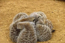 Bật cười trước thói quen ngủ kỳ dị của động vật trong thế giới tự nhiên