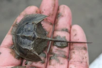 Sự thật ít người biết về con so biển có độc