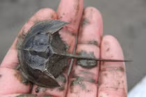 Sự thật ít người biết về con so biển có độc