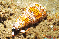 Loài ốc sên có vẻ ngoài “lừa tình” nhưng giết người trong nháy mắt