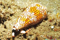 Loài ốc sên có vẻ ngoài “lừa tình” nhưng giết người trong nháy mắt